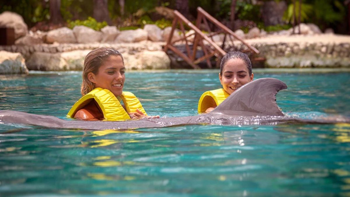 Lugares Para Nadar Con Delfines En Canc N Y Riviera Maya