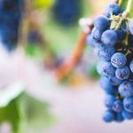 Los beneficios de las uvas ¡No te olvides de ellas en Año Nuevo!