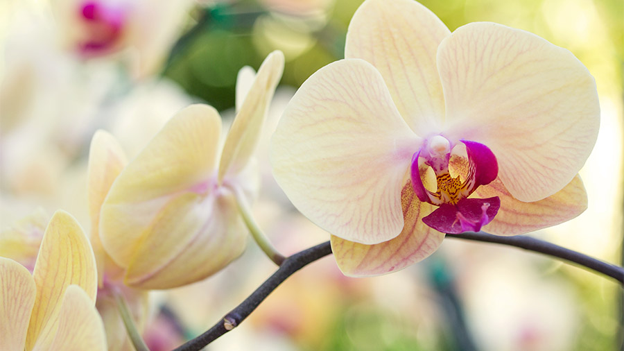 Las orquídeas son flores muy antiguas