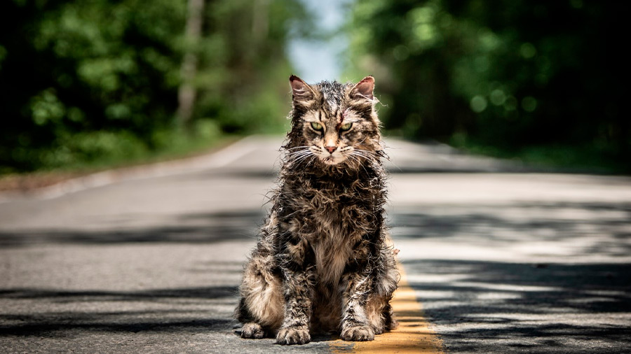 Entre sus obras adaptadas está Cementerio de mascotas / Paramount Pictures