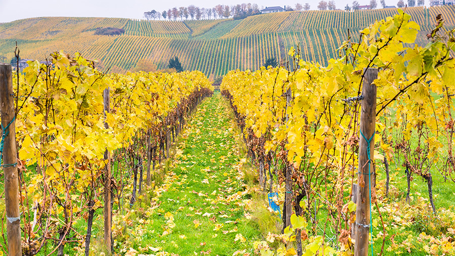 Las celebraciones del vino en Luxemburgo son excepcionales