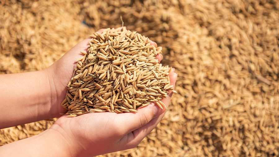 Es posible obtener la certificación como manipulador de alimentos de forma rápida