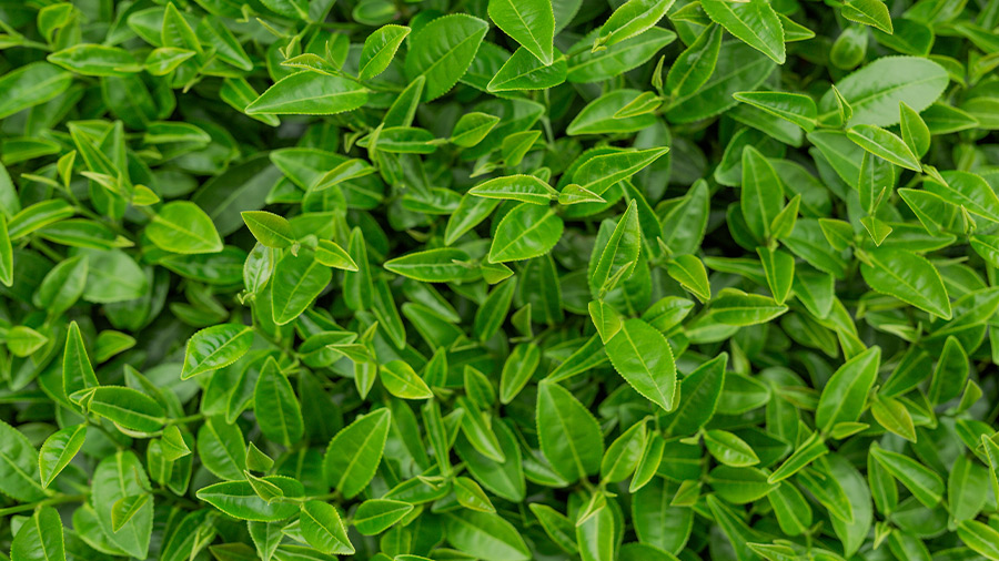 El té verde se prepara con base en la planta Camellia Sinensis