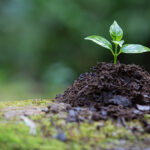 “Alexa, planta un árbol”, la nueva orden que le puedes dar al asistente de Amazon