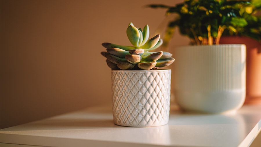 Planta maceta al interior