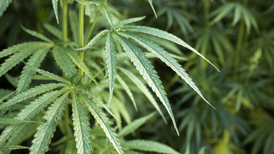Planta de Cannabis