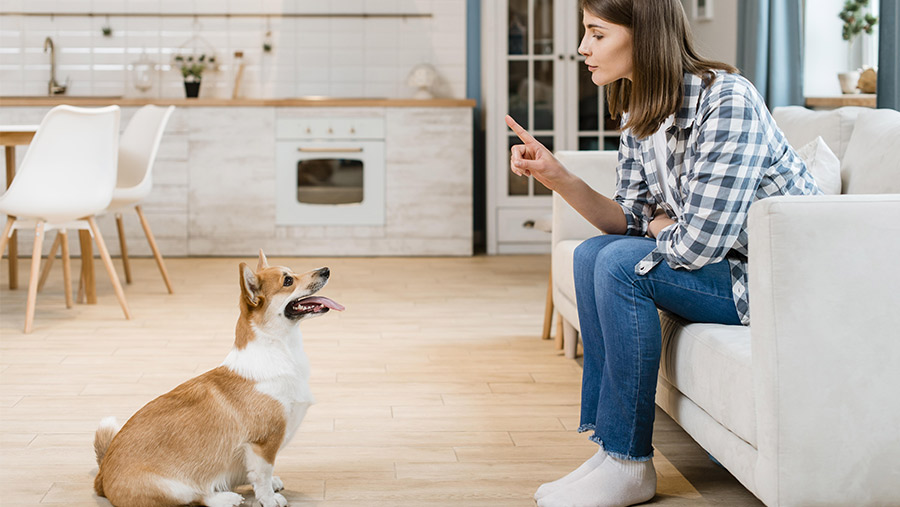 Entrenador de perros