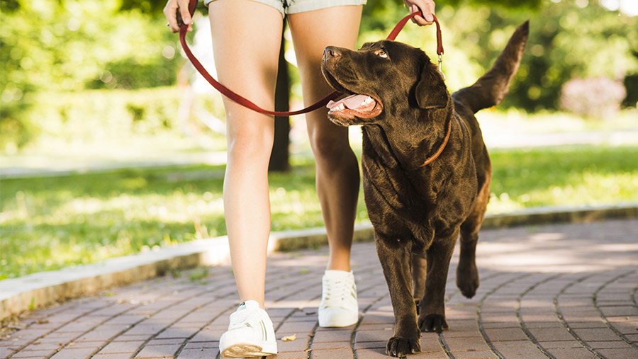 Entrenadora de perros