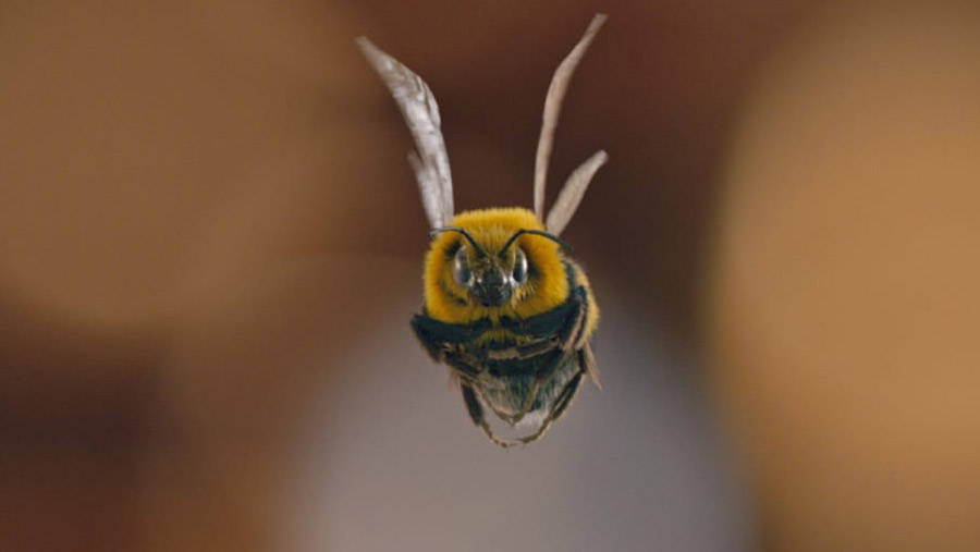 Escena de Hombre vs abeja
