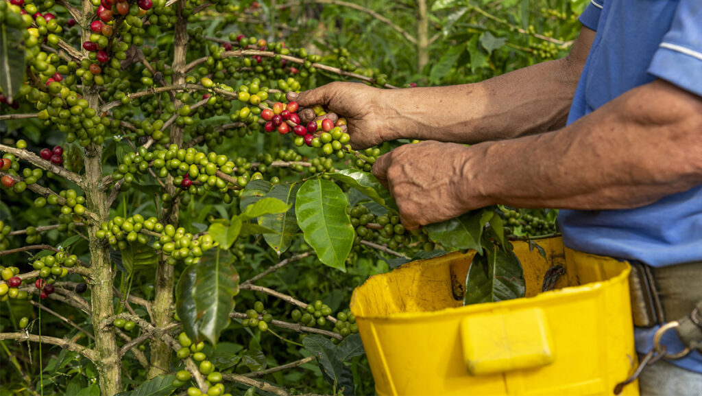 Hombre campesino cosechando café en campo de Colombia