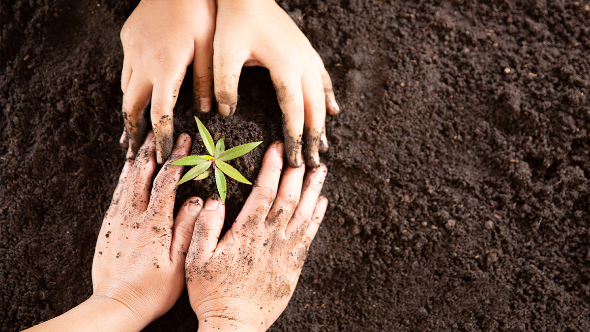 OnePlus y Ecologi lanzan iniciativa para plantar árboles