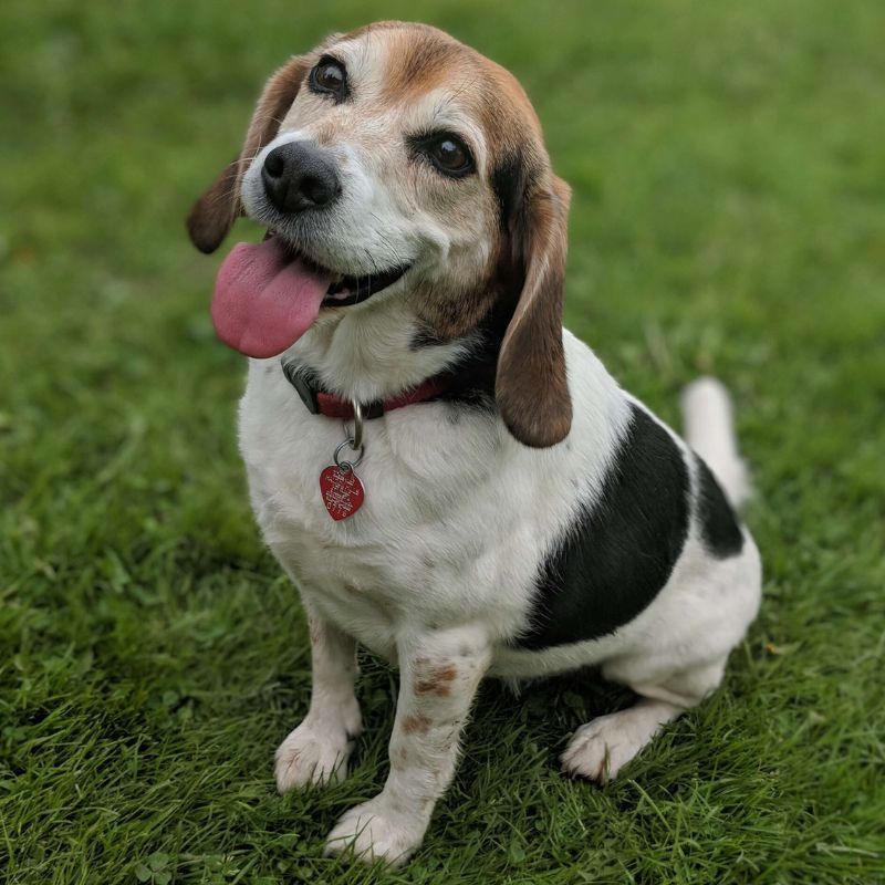 Perro en jardín