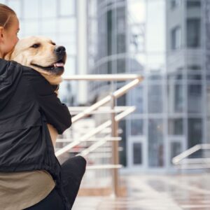 Lee más sobre el artículo ¿Cómo viajar con un perro o gato en avión?