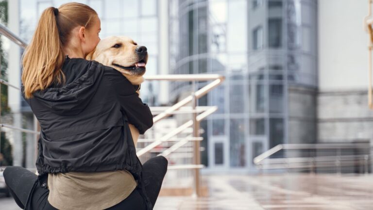 Lee más sobre el artículo ¿Cómo viajar con un perro o gato en avión?