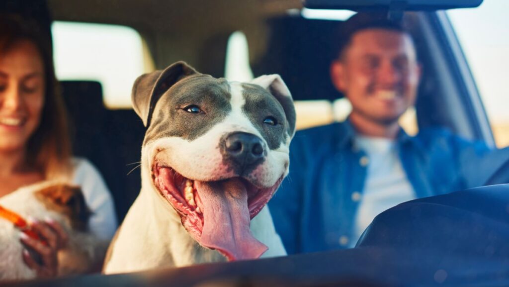 Mascota en auto