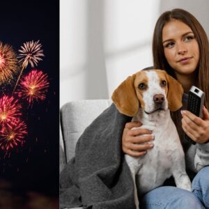 Lee más sobre el artículo Perros y fuegos artificiales: cómo calmar a tu mascota estas Navidades