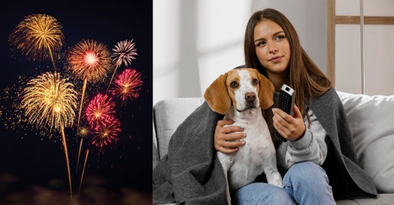 Lee más sobre el artículo Perros y fuegos artificiales: cómo calmar a tu mascota estas Navidades