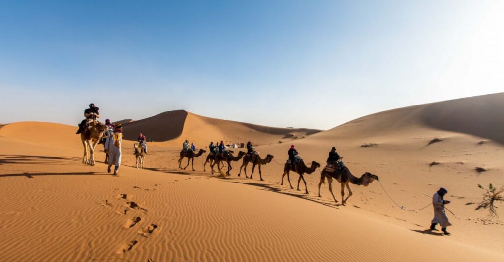 Camellos en desierto