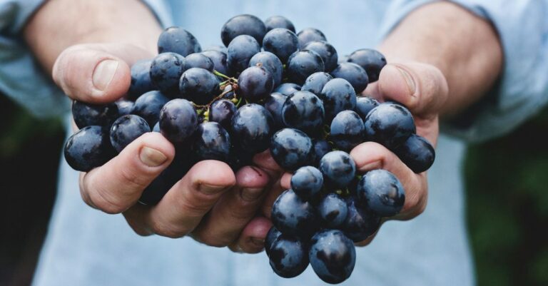 Lee más sobre el artículo 7 beneficios del Resveratrol que te sorprenderán