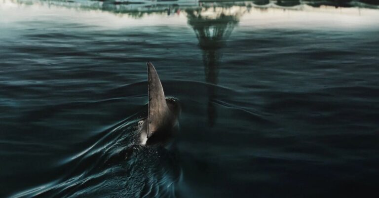 Lee más sobre el artículo Crítica de En las profundidades del Sena: Tiburones en el corazón de París