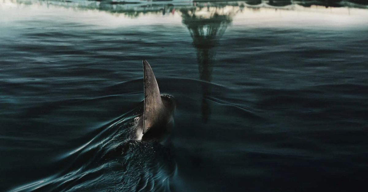 En este momento estás viendo Crítica de En las profundidades del Sena: Tiburones en el corazón de París