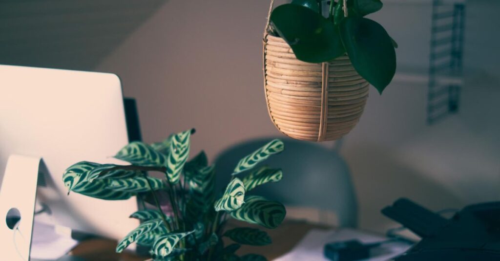 Plantas decoración de oficina en casa