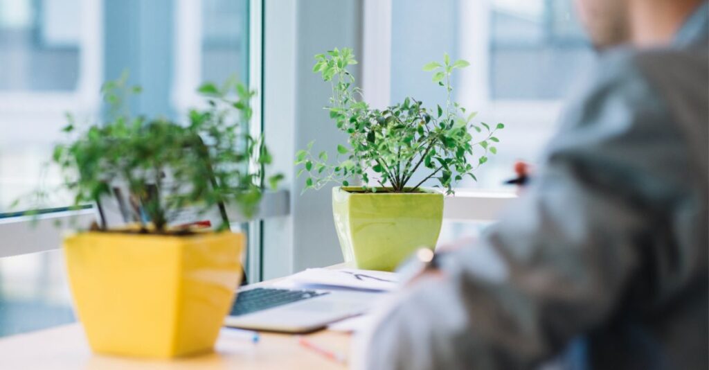 Plantas decoración de oficina en casa