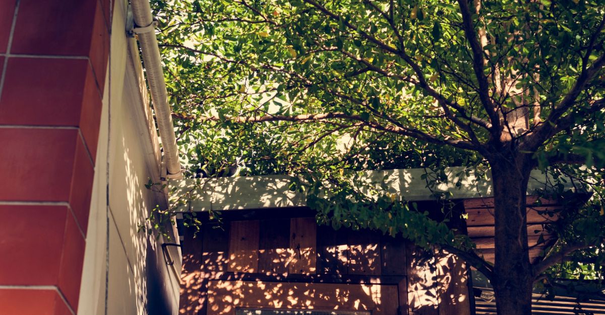 Sombra natural de árbol en casa